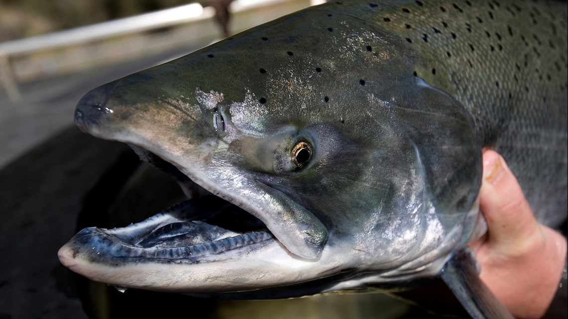 Salmon populations are struggling, bringing economic woes for California's  fishing fleet