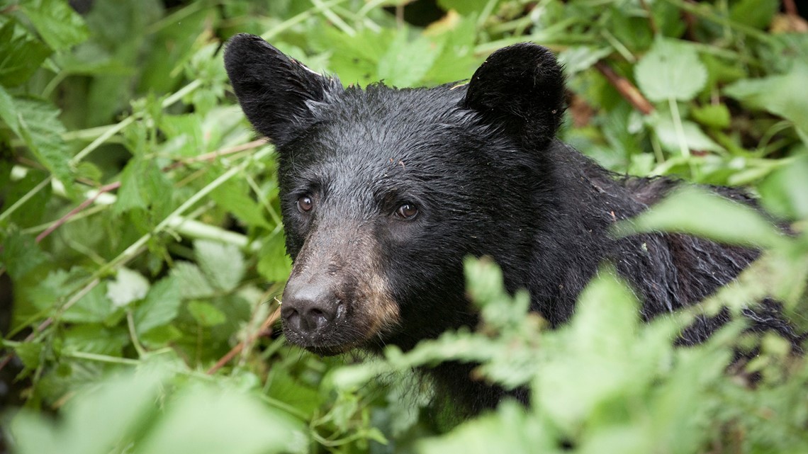 What bears do in June - BearWise