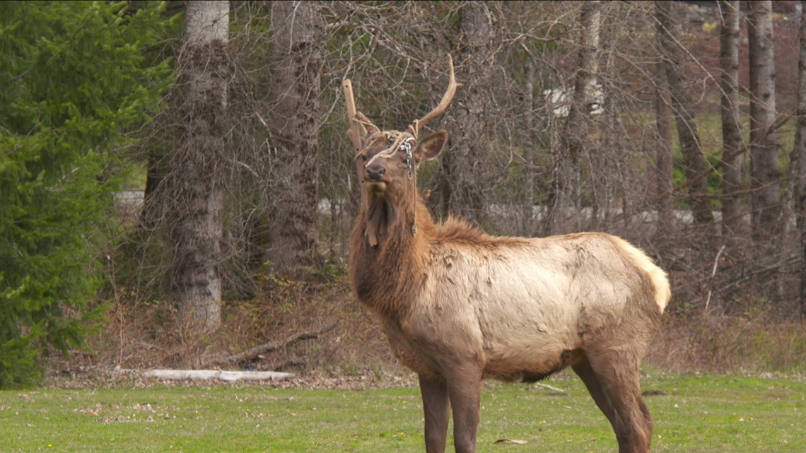 Packwood waits for elk with hammock on head to drop antlers