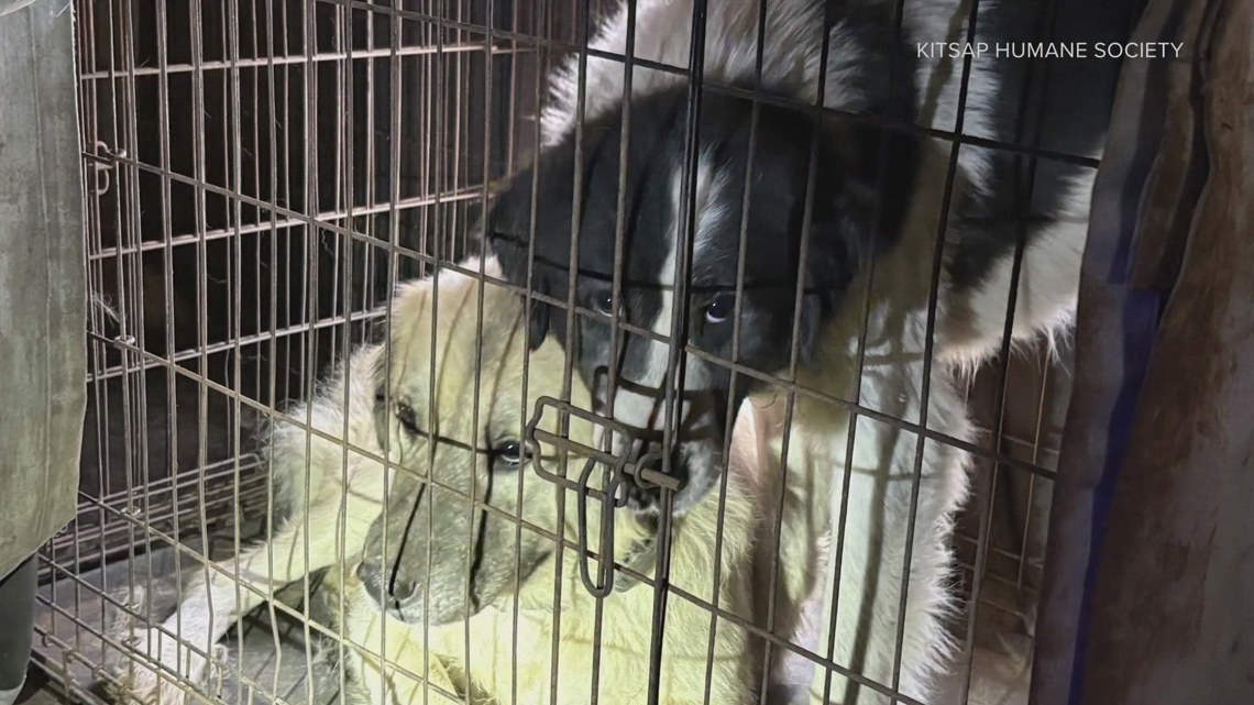 57 animals seized from home in Kitsap County | wltx.com
