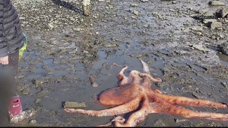 Giant Pacific Octopus rescue in Washington caught on camera