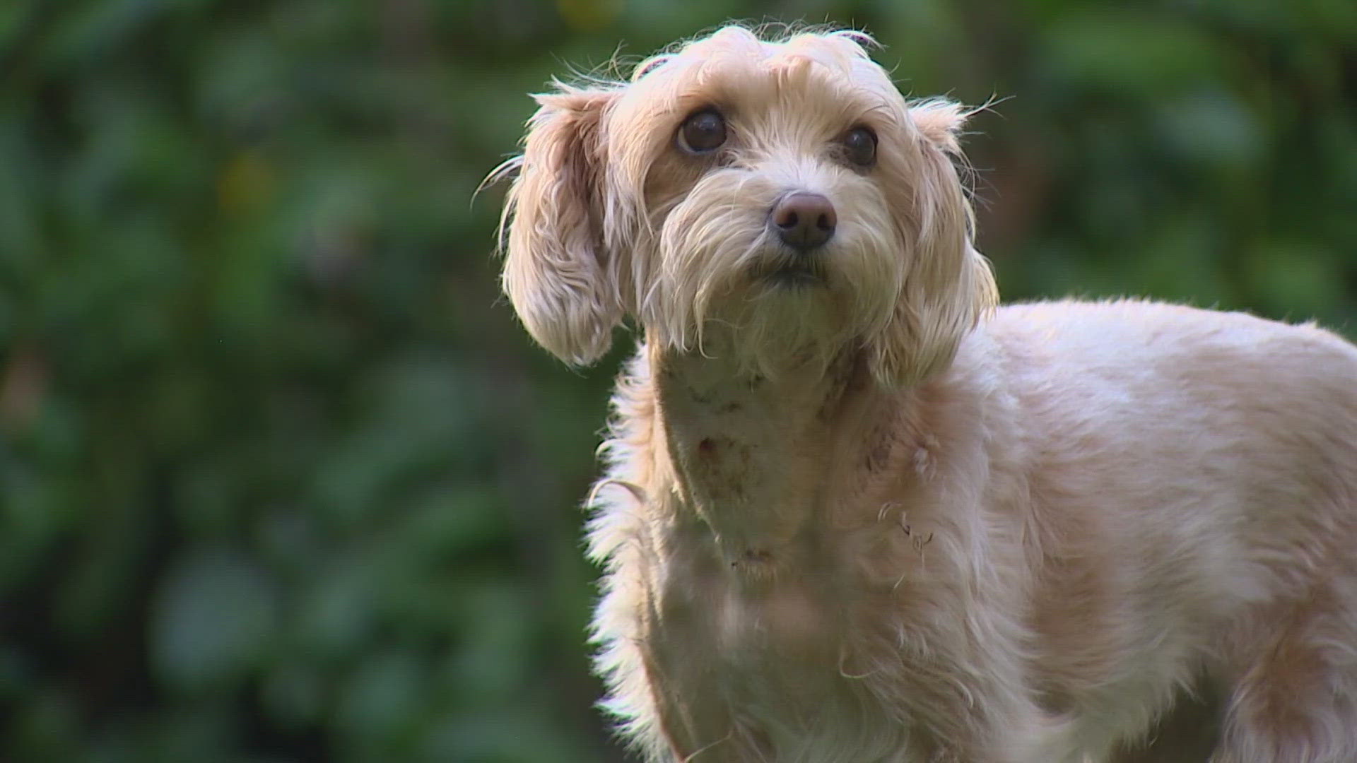 John and Naria Santa Lucia said the coyote jumped their fence, attacked their dog and took off running in Seattle's Magnolia neighborhood.