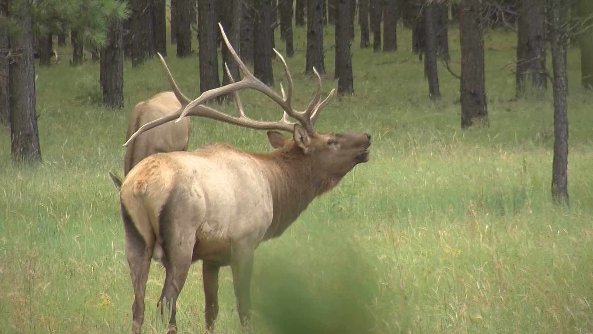 The woman was found on Oct. 26 by her husband with "injuries consistent with being trampled by an elk," officials with AZGFD said.