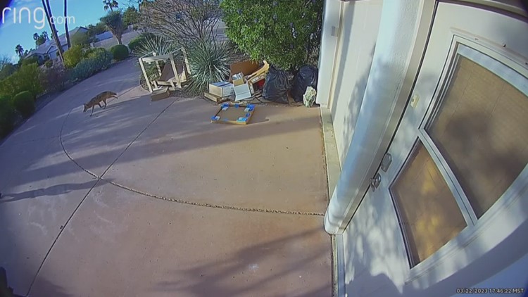 'This kind of behavior is very unusual': Second coyote attack reported in Arizona neighborhood