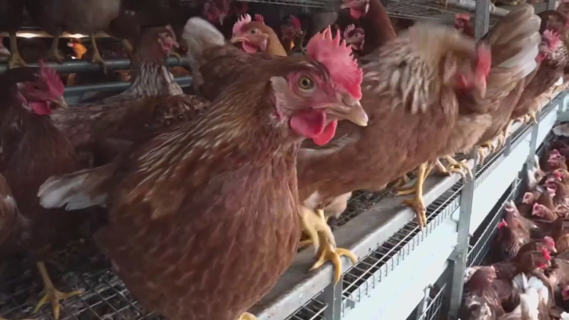 Bird flu outbreak kills 6 million hens, halts major U.S. egg producer