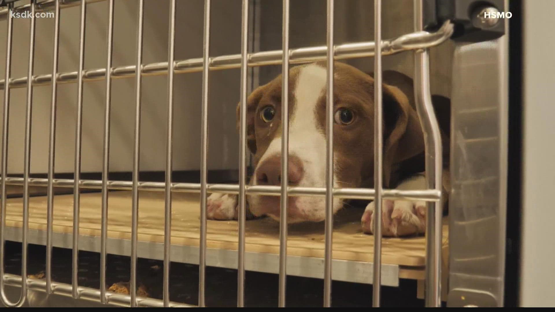 The Humane Society of Missouri said all of the dogs will be available for adoption soon