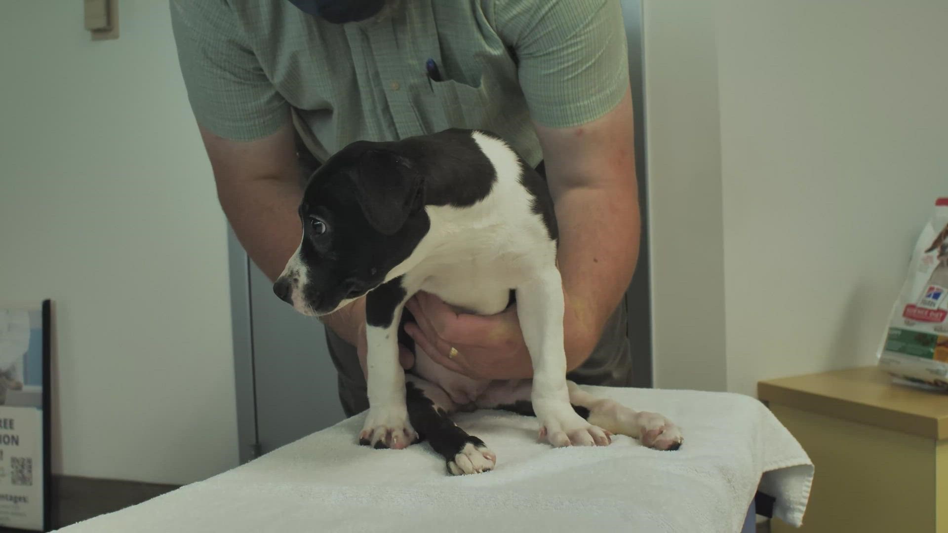 Suzy Q is learning how to walk with hopes of being adopted to her forever home. (Video provided by the Humane Society of Missouri)