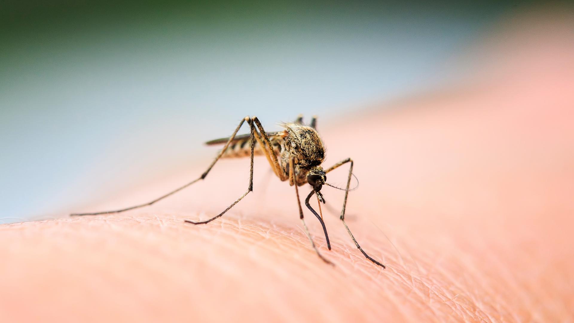 South Carolina reports first human death from Eastern Equine ...
