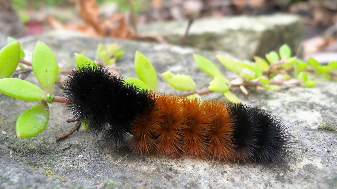 Can woolly worms predict the weather