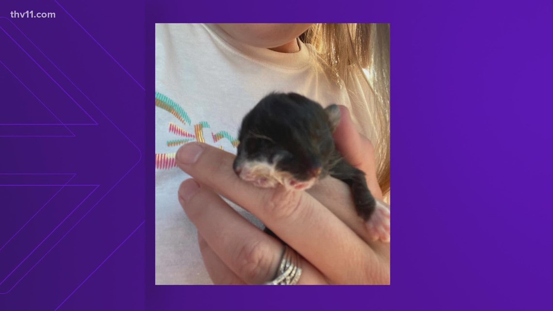Meet Harvey, the two-headed cat born in Arkansas - Vimarsana News