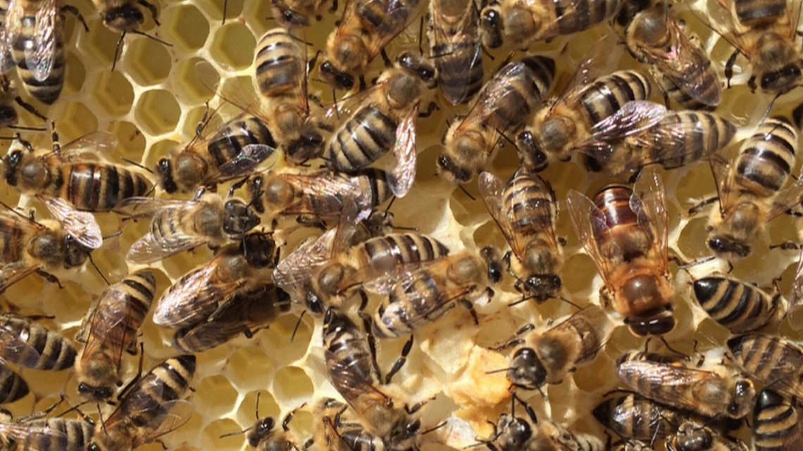 6,000 bees found inside wall of Omaha couple's home - Vimarsana News