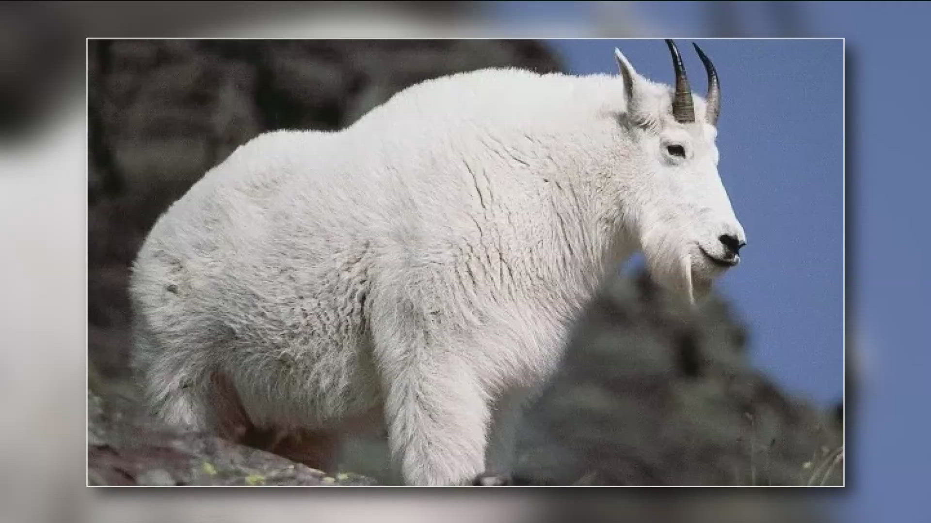 Aggressive mountain goats spotted along Oregon's Grande Ronde River ...