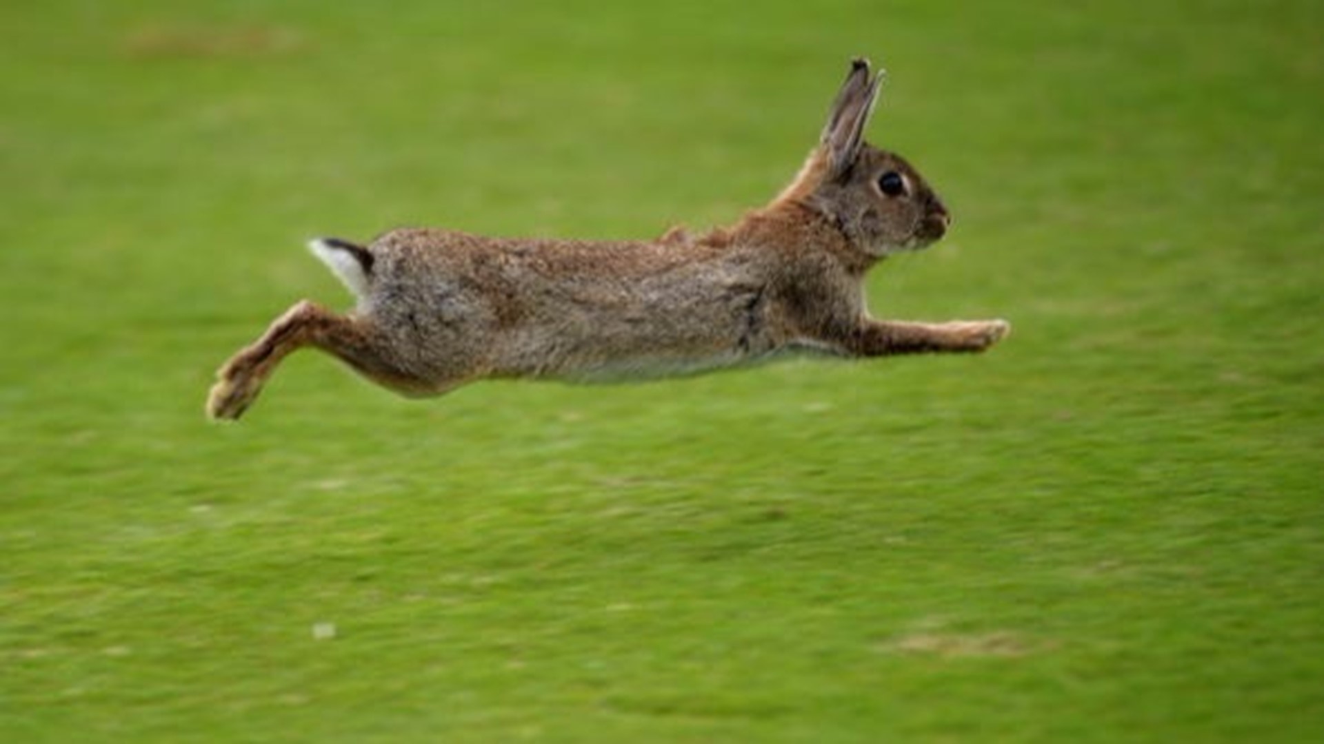 Rabbit hemorrhagic disease virus RHDV2 found in South Carolina | wltx.com