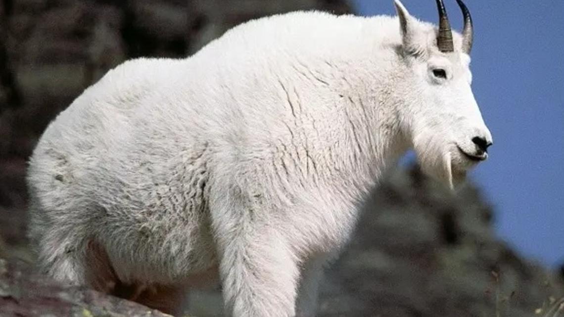 Aggressive mountain goats spotted along Oregon's Grande Ronde River ...