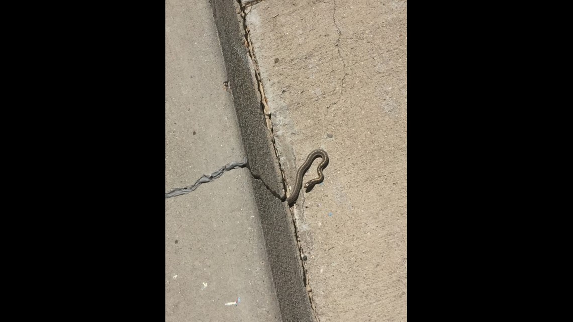 Colorado couple find more than 150 snakes under their home 