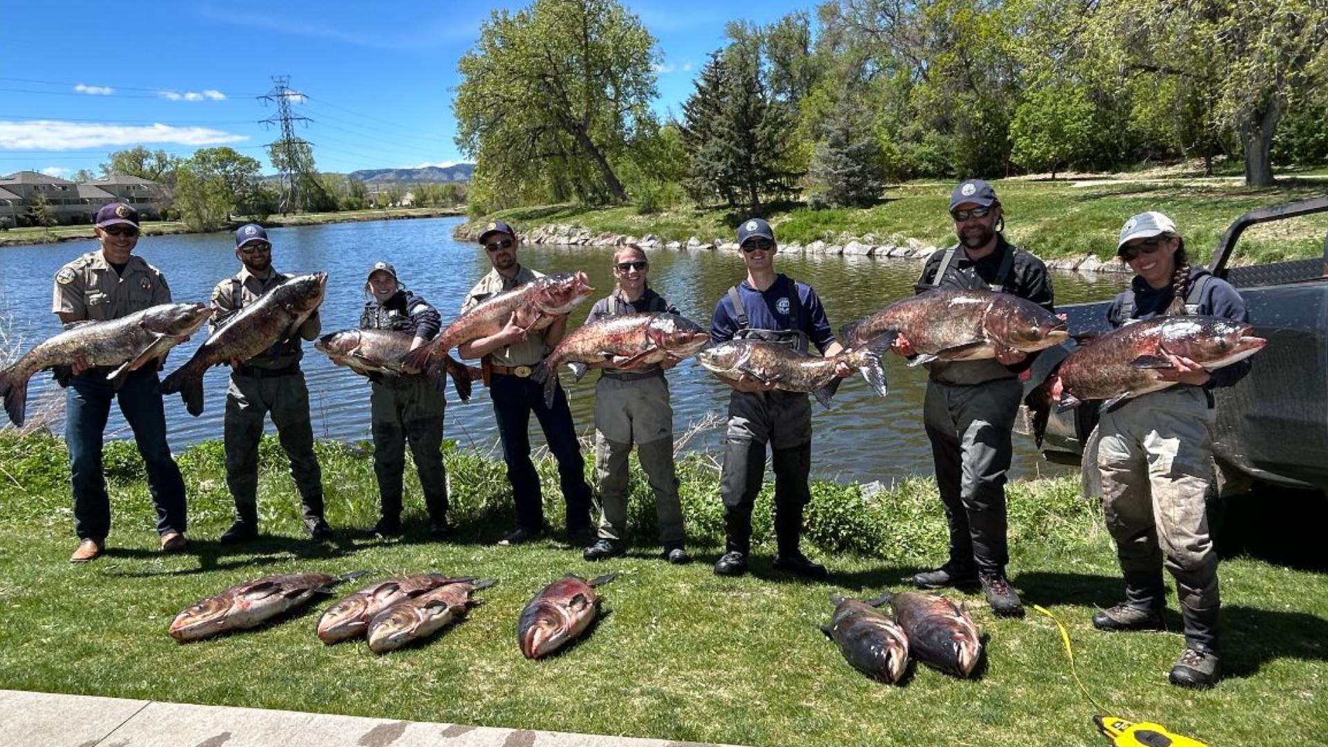 Huge invasive carp species pulled from Colorado pond | wltx.com