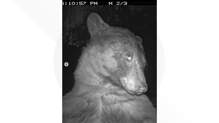 Bear smiles, waves on Boulder wildlife camera