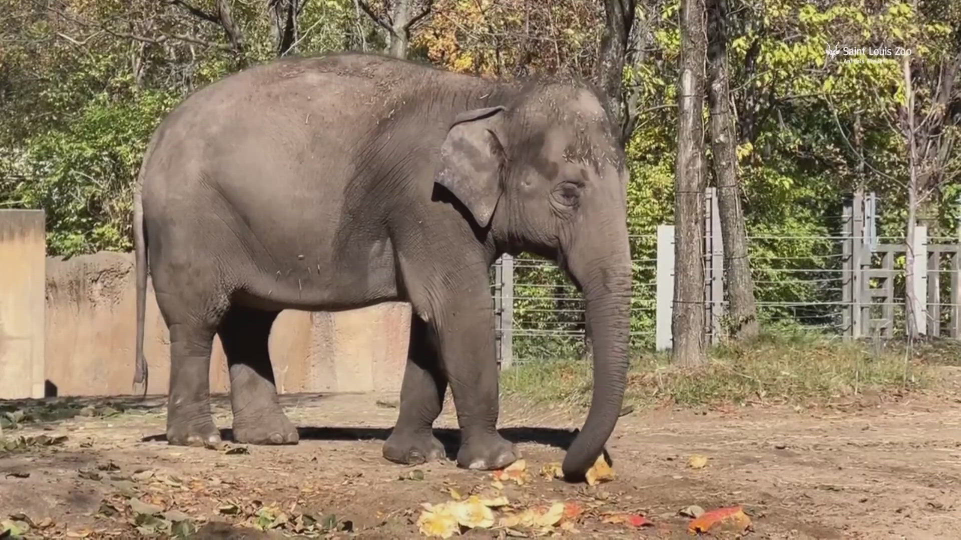 In Colorado, an Asian elephant at the Denver Zoo is expecting its first calf with an elephant at the Saint Louis Zoo in Missouri.