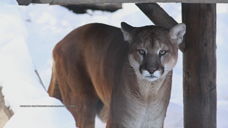 Man in hot tub attacked by mountain lion in Colorado