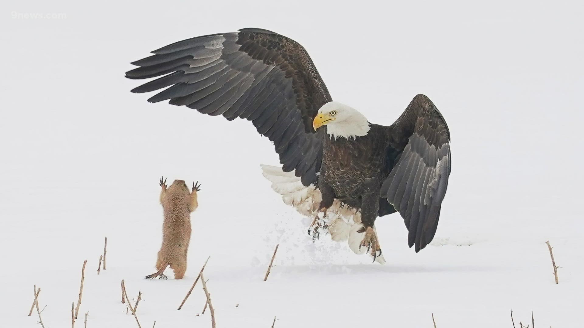 A Colorado photographer is getting national attention after a comedic photo he submitted won an international award.