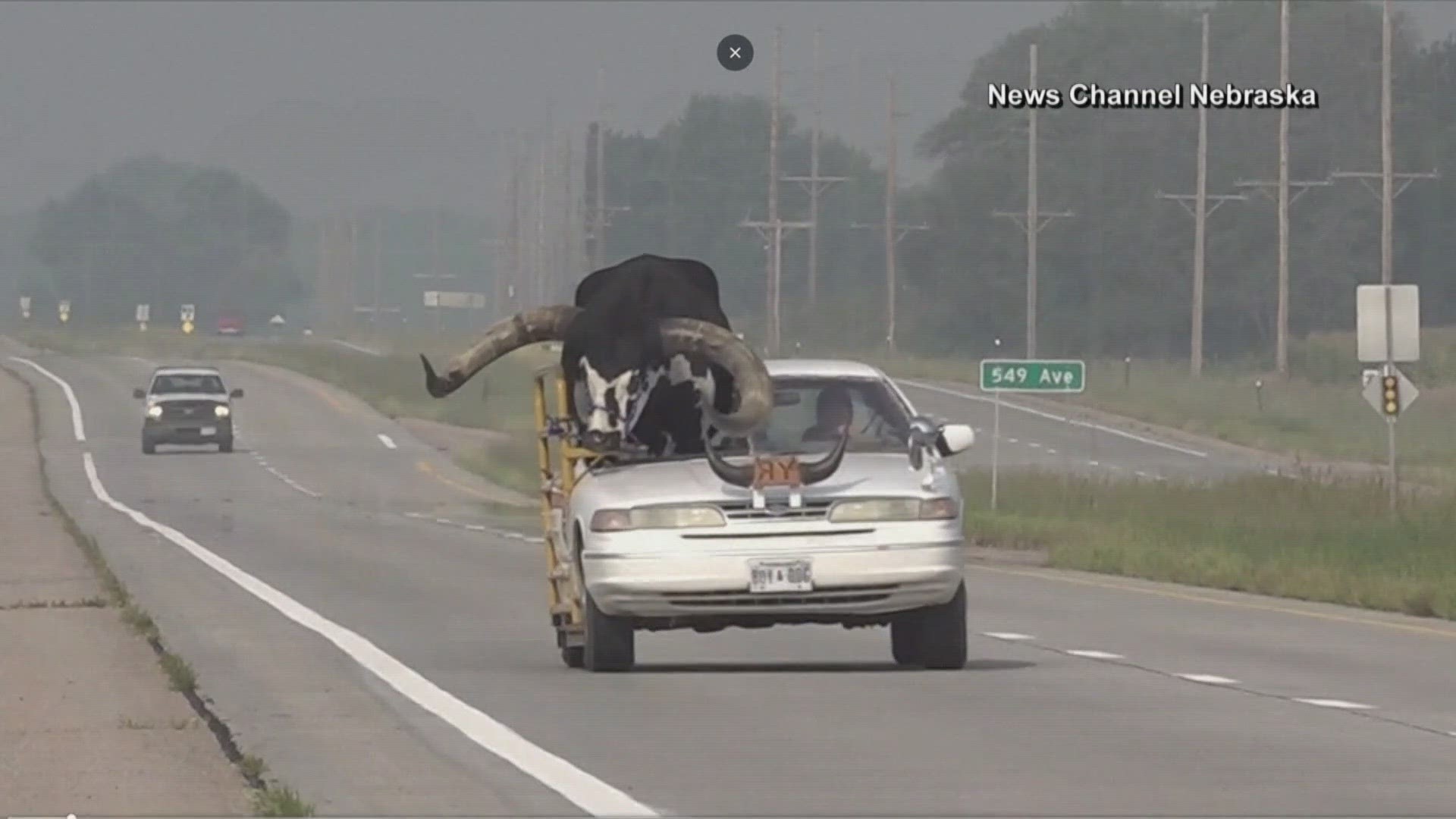 Police in Nebraska responded to a call of a man driving with a massive bull in his passenger's seat.