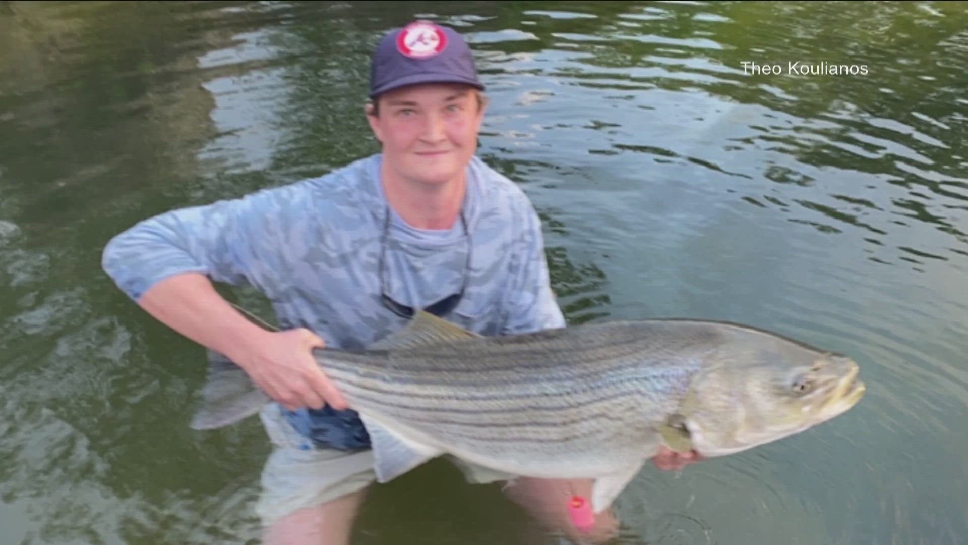 One recreational angler caught a huge striped bass in Austin's Lady Bird Lake.
