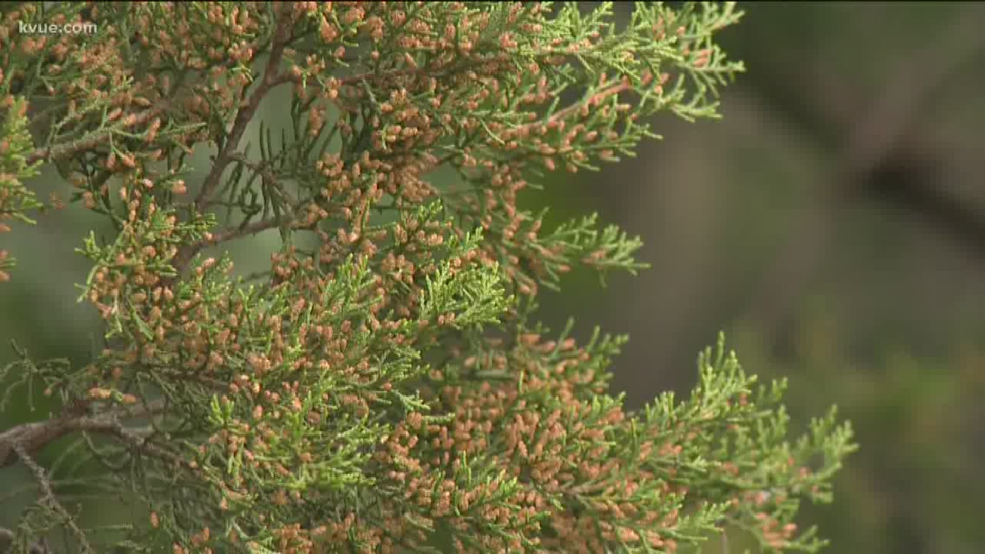 Doctors say it might be best for you to stay indoors as much as possible if you're really allergic to cedar pollen.