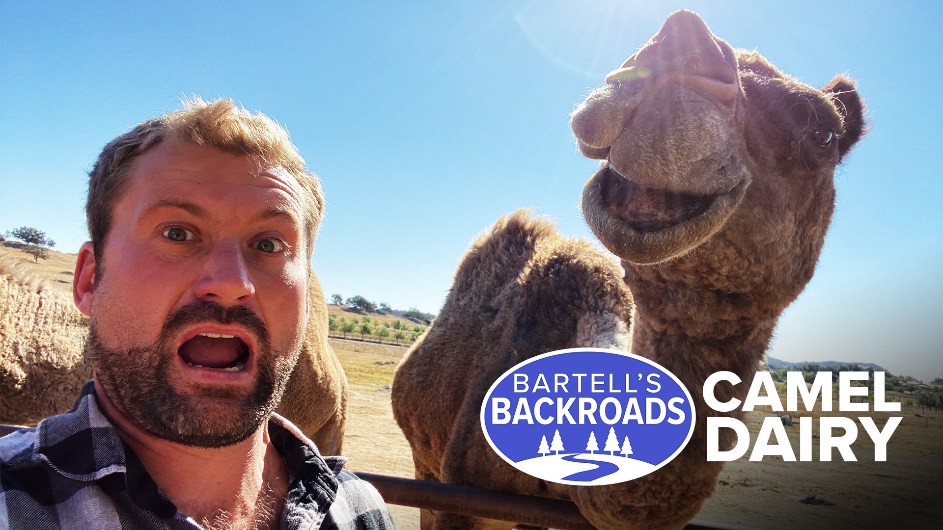 Every day is hump day at this California camel dairy and ...