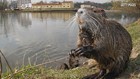 Giant river rats are invading California