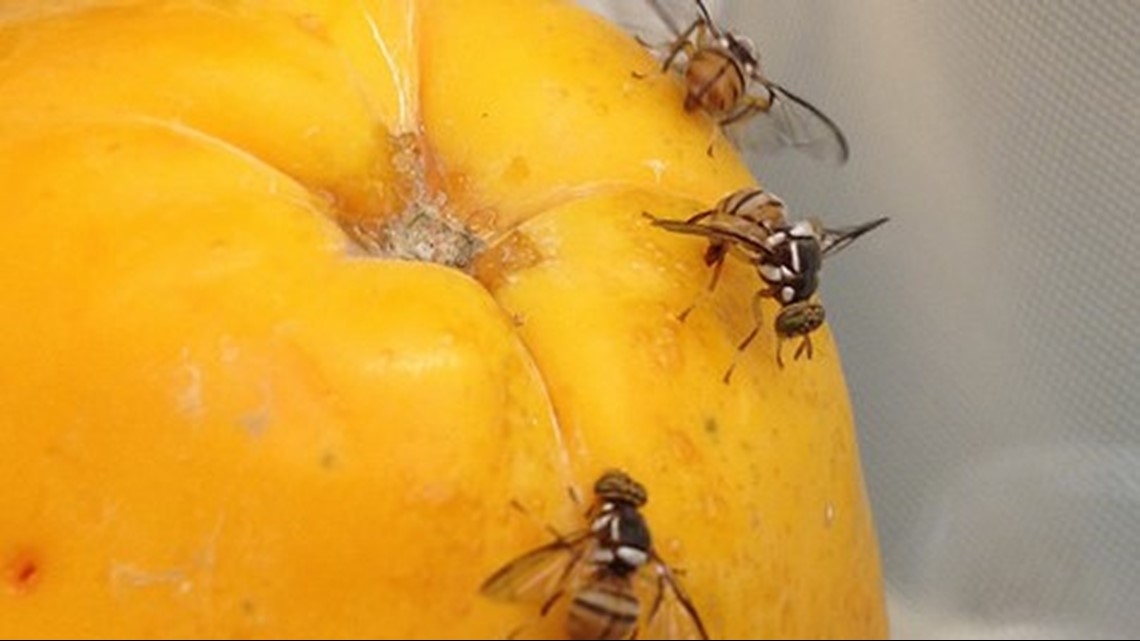 LA neighborhood quarantined due to invasive fruit fly infestation