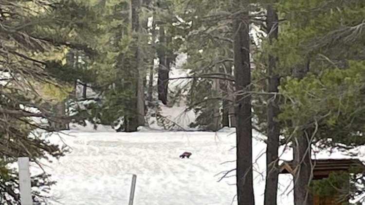 Multiple rare sightings of wolverine in California confirmed