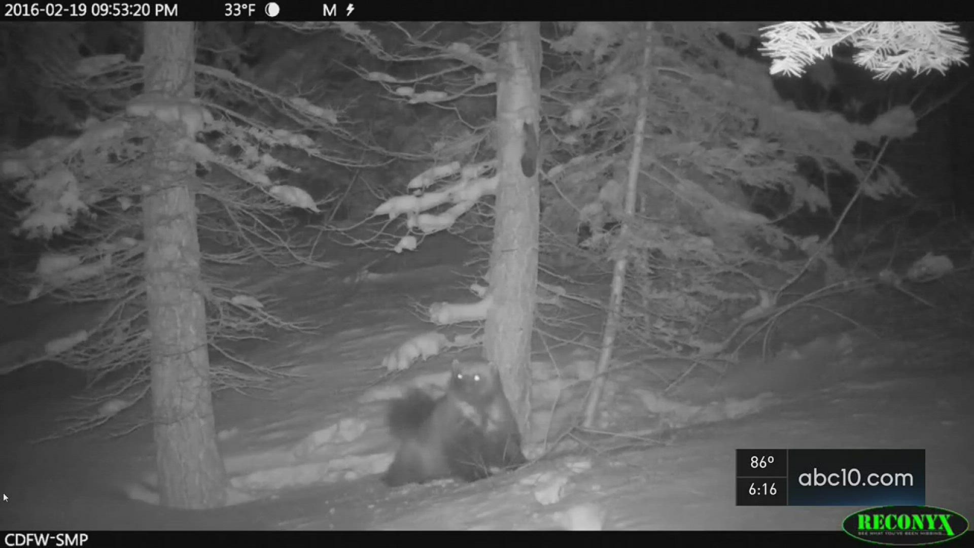 Officials say it could be the only documented wolverine in California. June 23, 2016