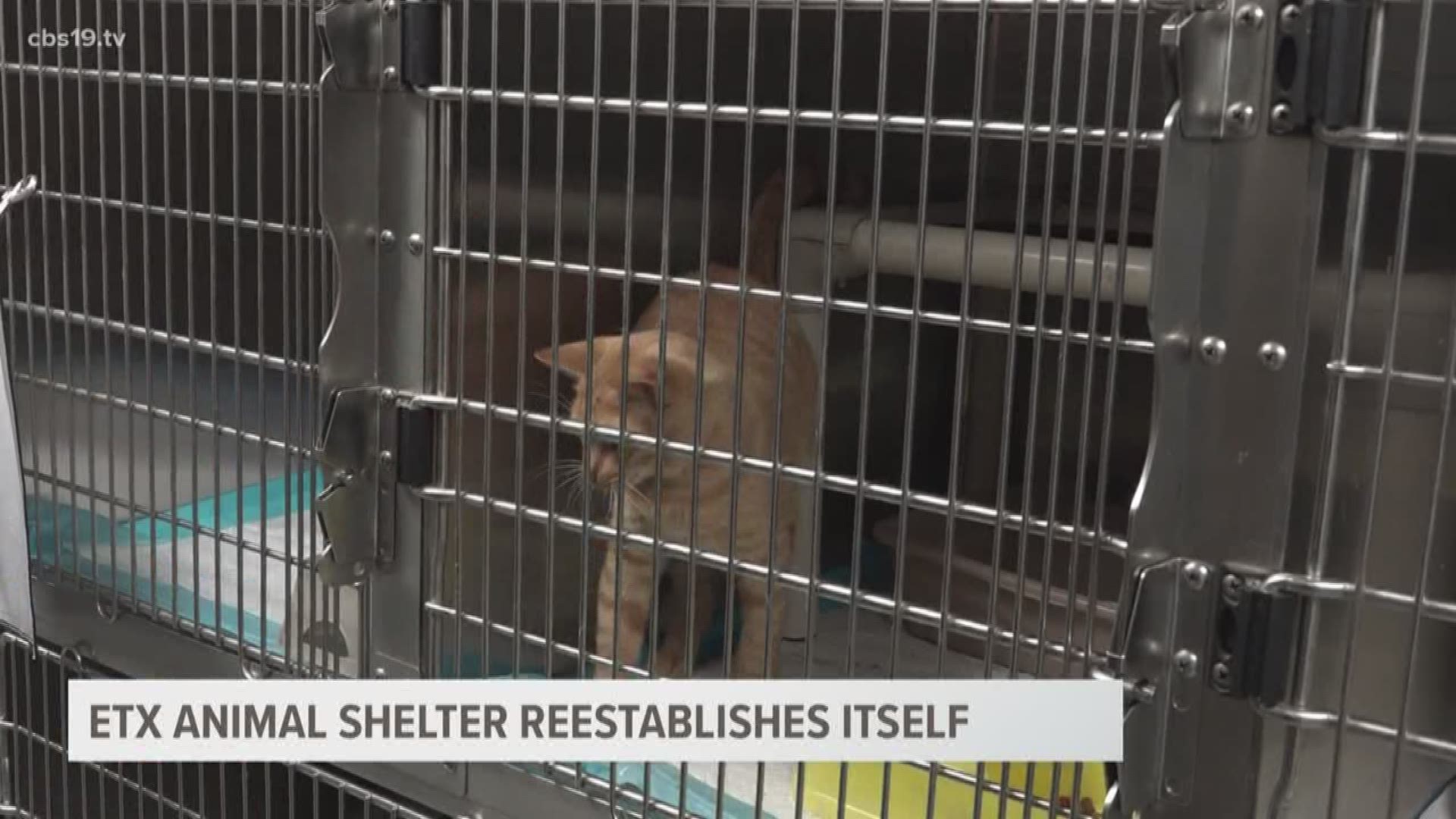 New Jacksonville Animal Shelter Shaking Off Memories Of Defunct Klein Animal Shelter Wltx Com