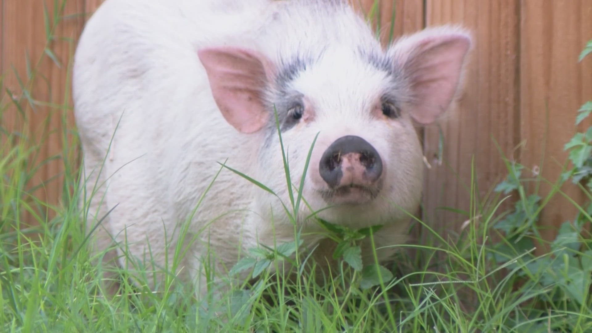 Invasive 'super pigs' could arrive in the US soon