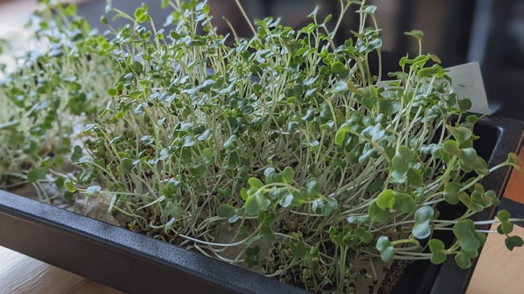 Can broccoli sprouts be used to treat IBD? UMaine researchers investigate