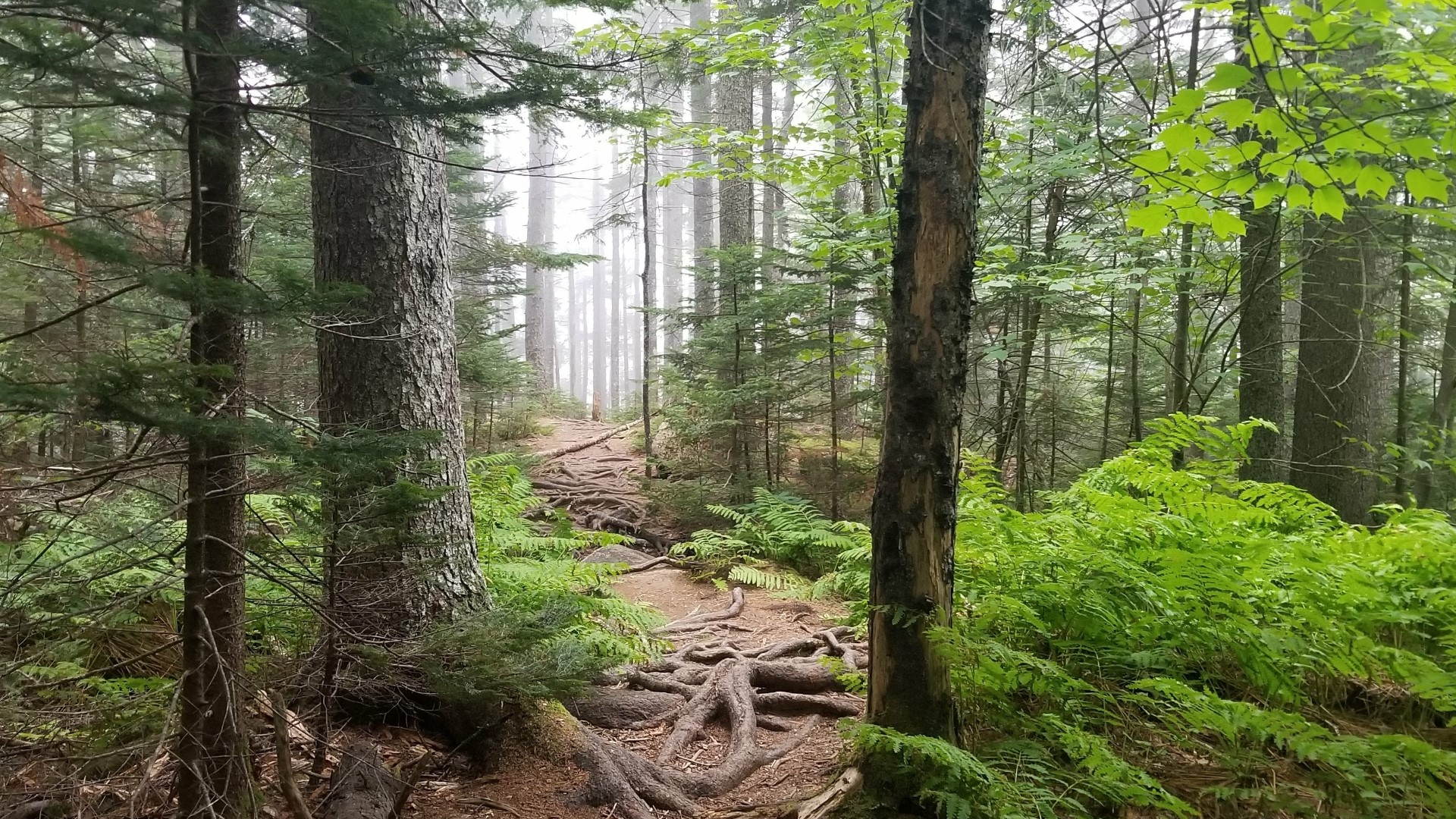 Hiker missing for months found dead, his dog found alive by side | wltx.com