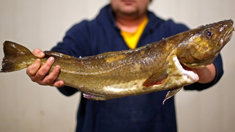 Haul of Atlantic cod, once abundant, reaches new low