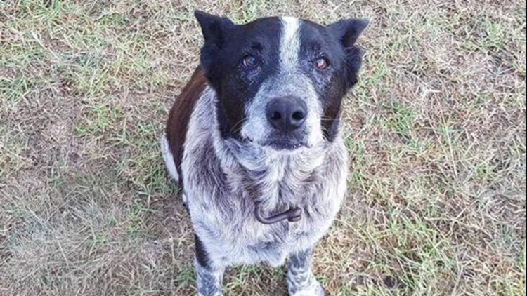 blue heeler en español