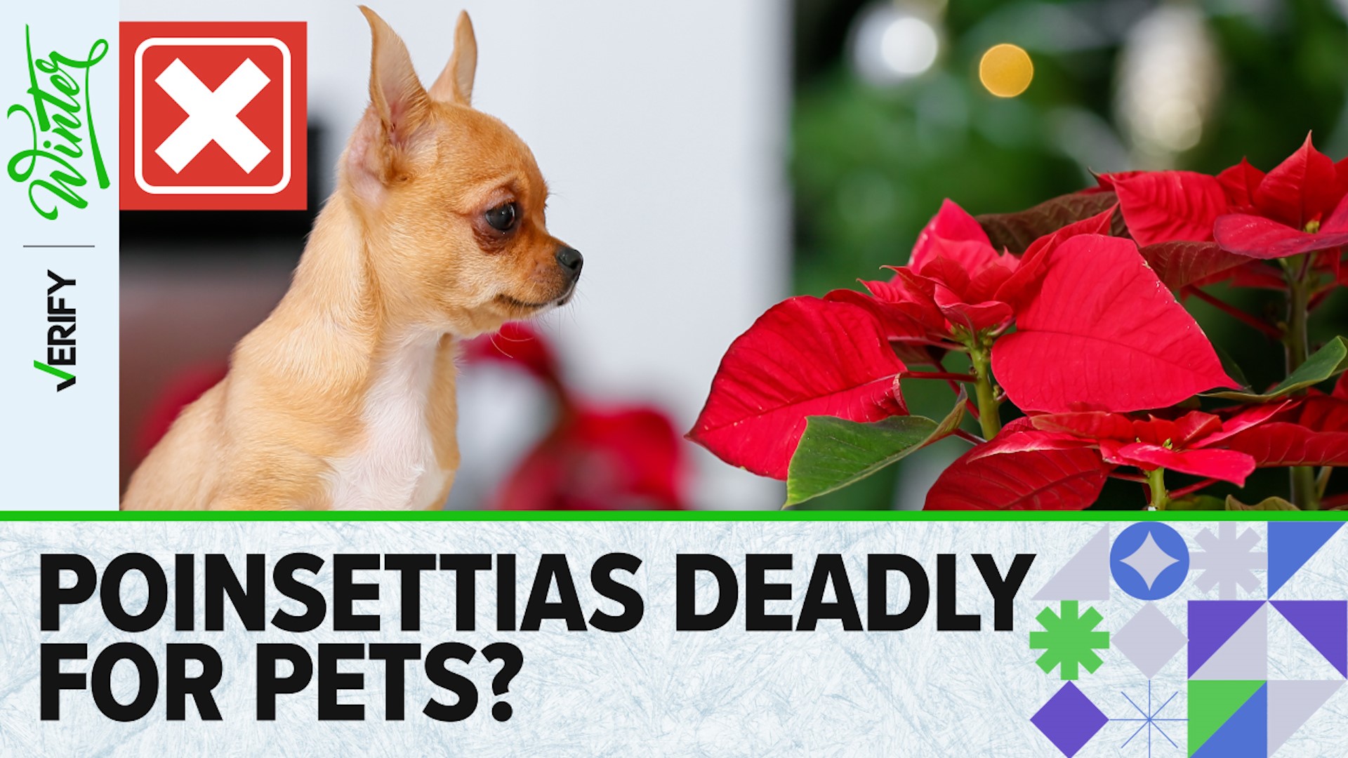 Contrary to popular belief, poinsettias are not deadly to cats and dogs. But they still might get sick if they eat the plant.