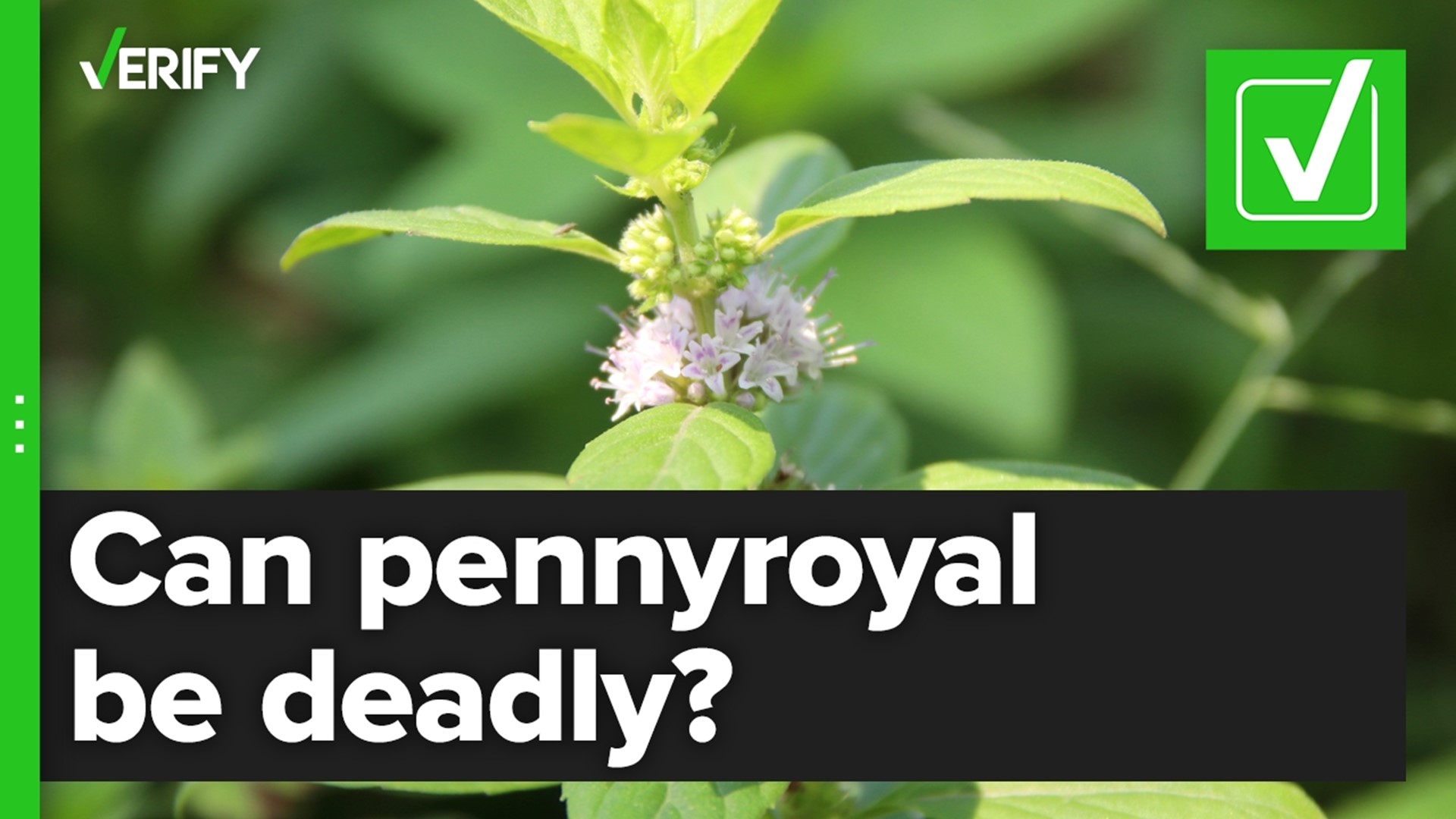 A video on TikTok implied a plant called pennyroyal could cause an abortion, but the plant is dangerous and even a small amount can cause death.