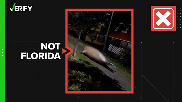 No, this video of a seal is not from Florida during Hurricane Ian