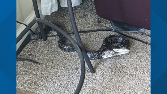 restricted snake escape plan restricted snake escape plan