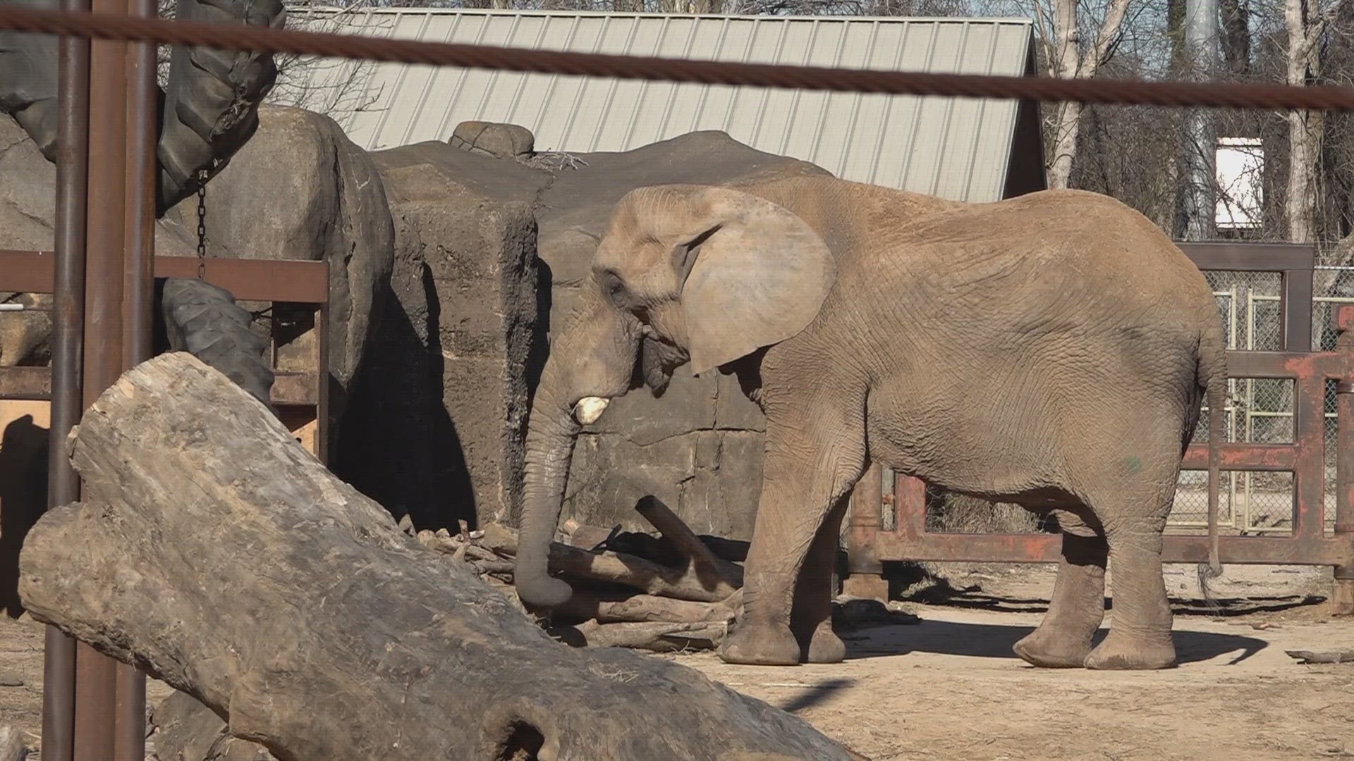 The zoo and a local welder are working to make Tonka's transition to the Elephant Sanctuary as smooth as possible.