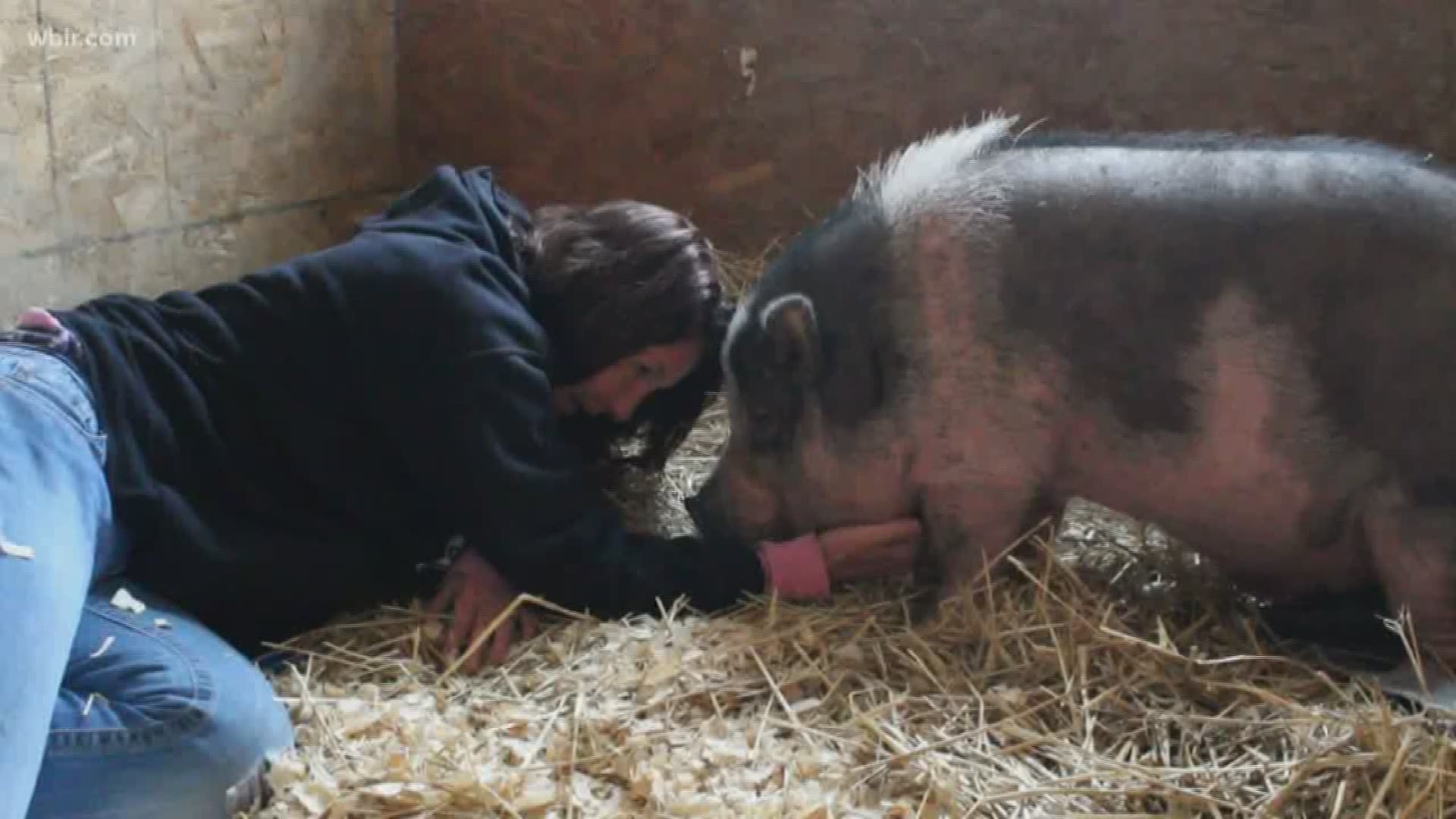 New Twist In The Tale Of Wildfire Survivor Charles The Pig | Wltx.com