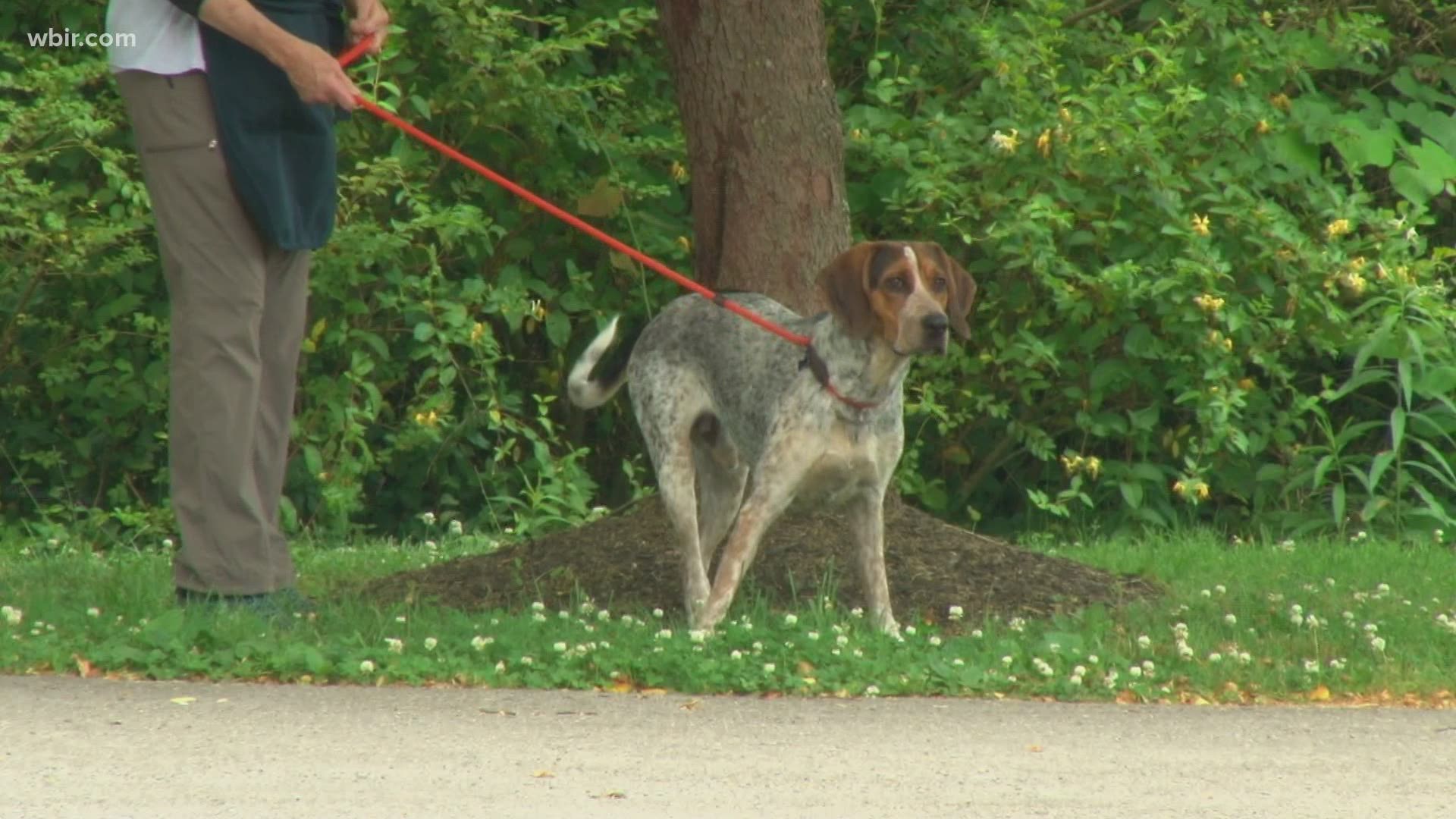 Hot temperatures can pose a risk to pets. Here's how to protect them!