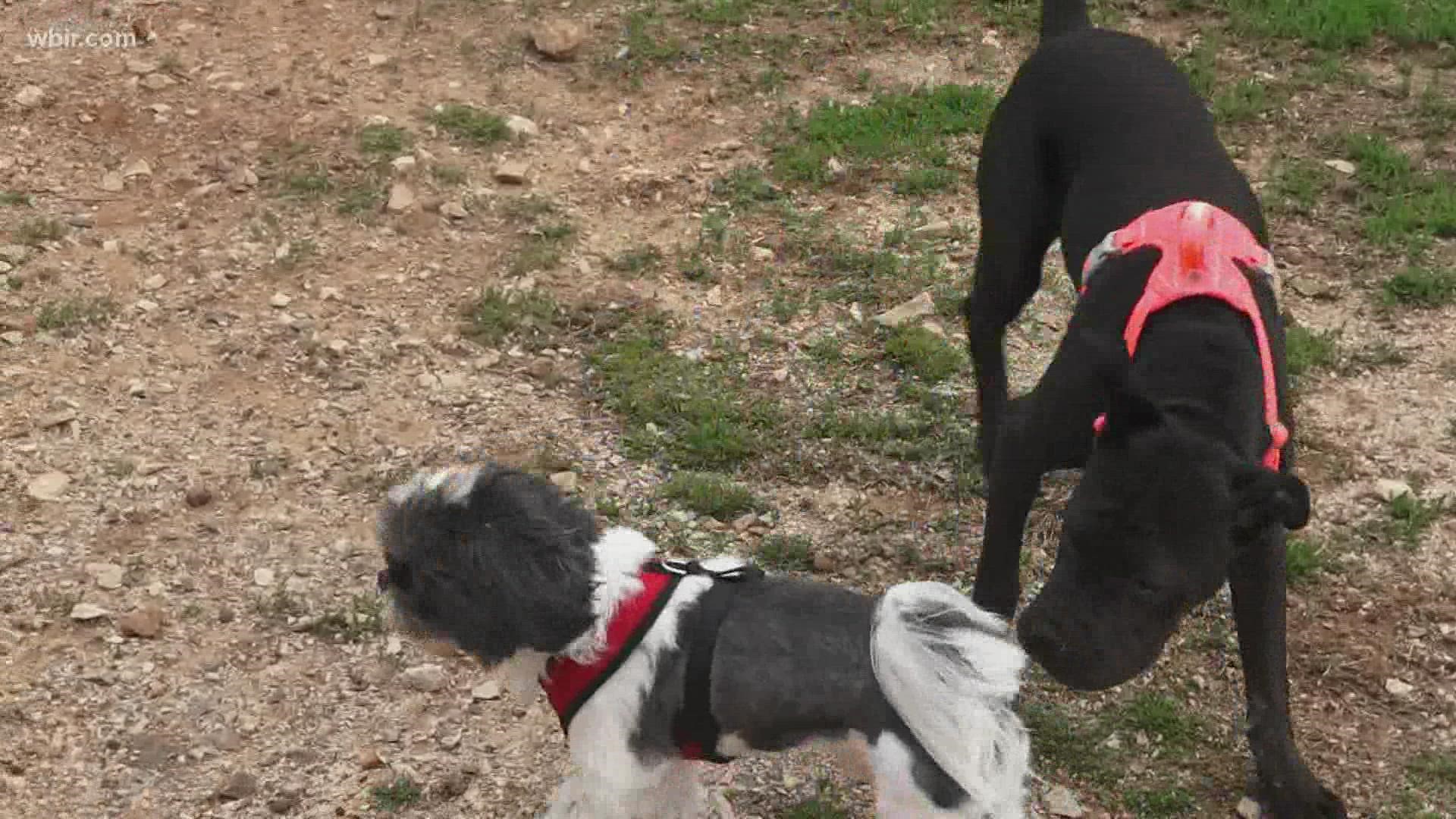 More and more young people are choosing to be pet parents. We went to the dog park to find out why.