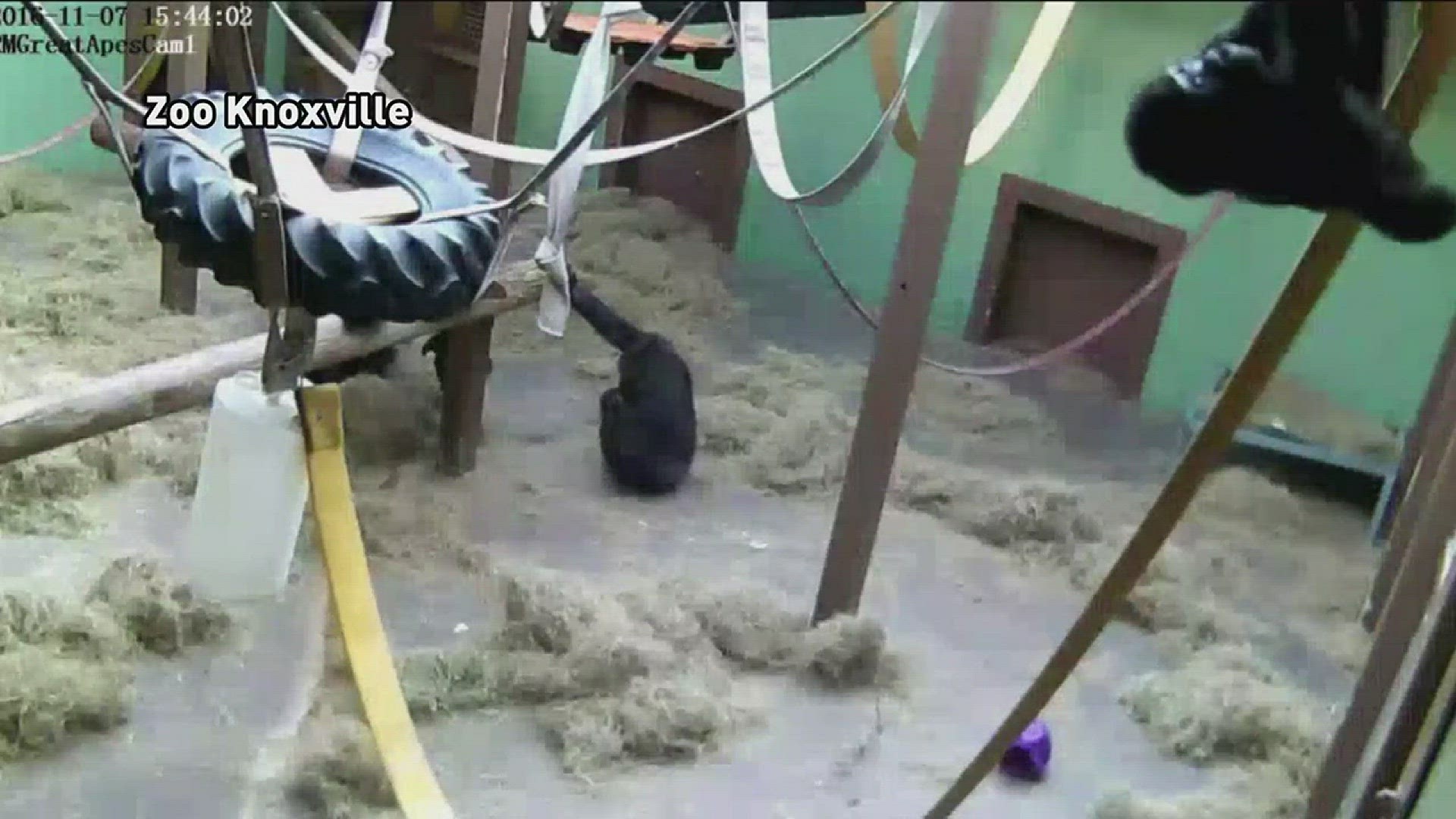 Cute! Curious gorilla baby whacks camera | wltx.com