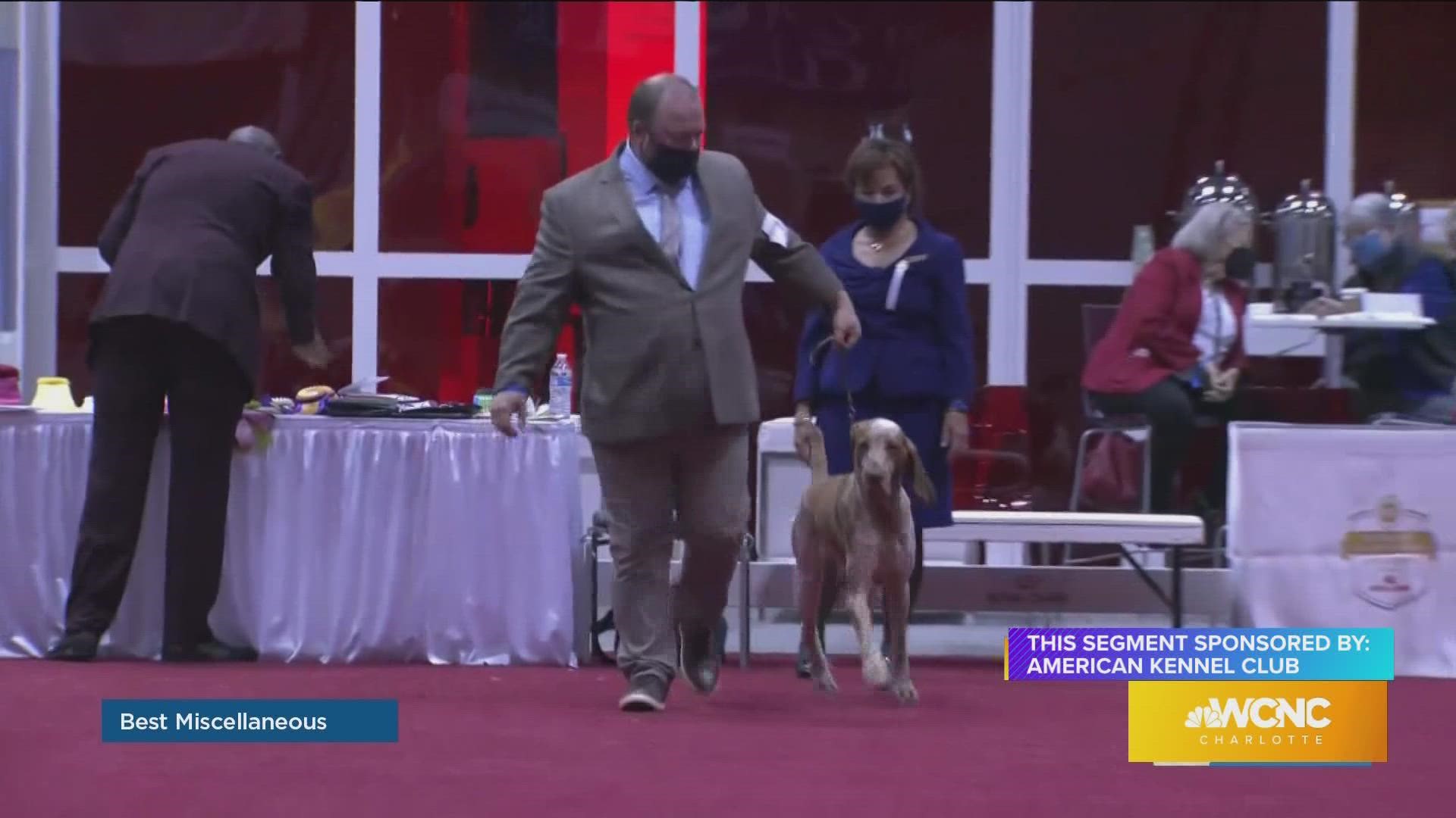 The Bracco Italiano is now recognized by AKC