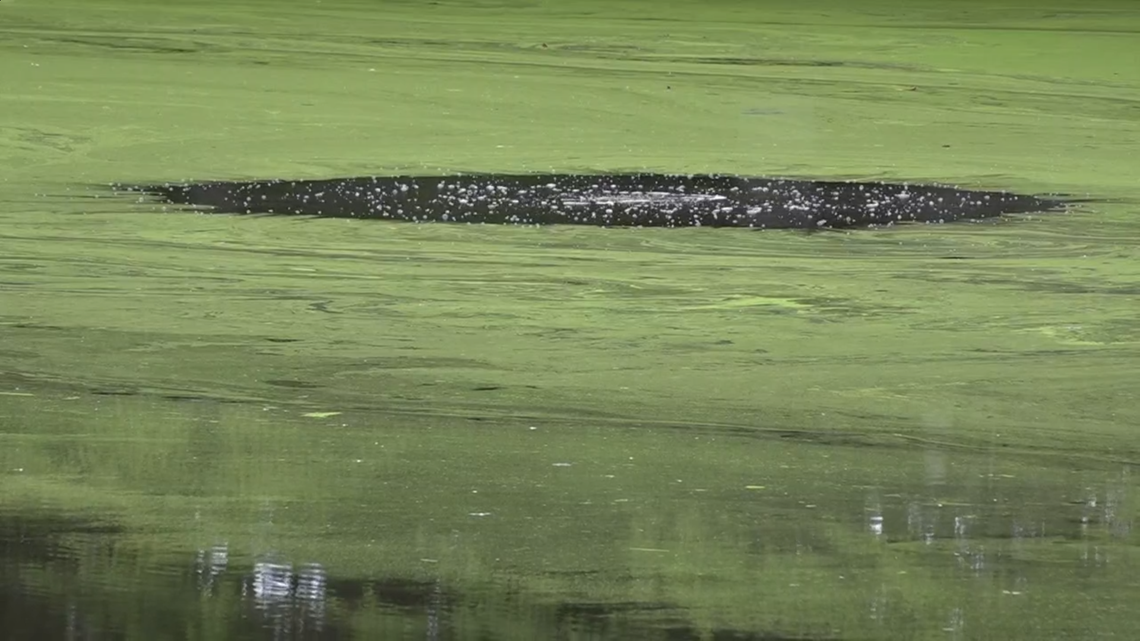 Harmful algal bloom found in Lake Whelchel in South Carolina