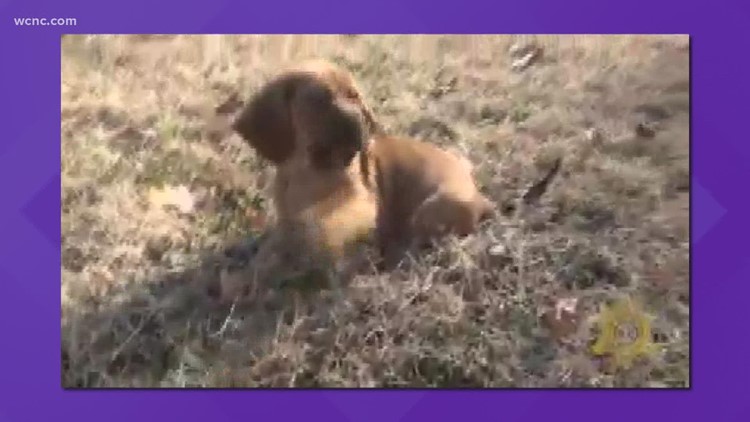Cuteness alert: K9 puppies start their training
